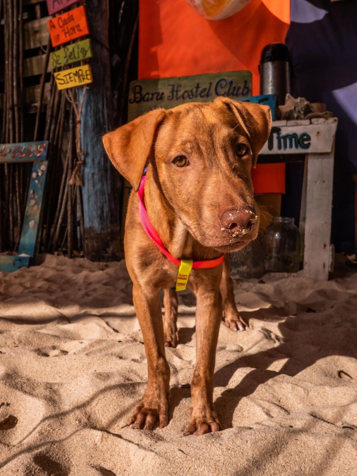 Hostal A Orilla Del Mar En Baru Cartagena